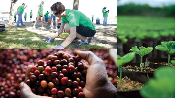 Cherry Coffee Beans