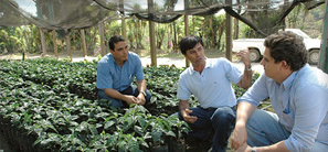 Three men talk near growing tea leaves